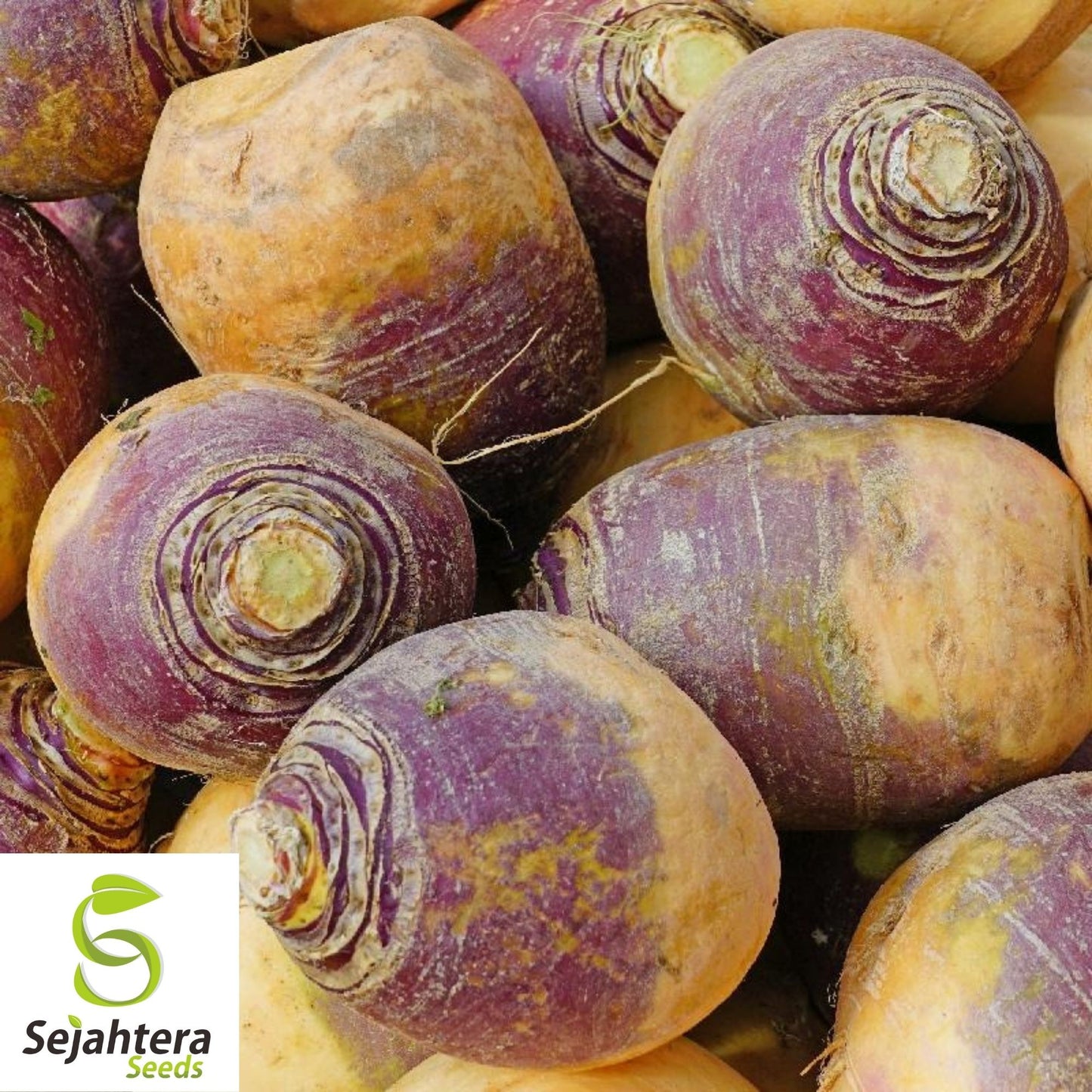Laurentian Rutabaga Seeds 300+ | NON-GMO Vegetable Brassica napus USA