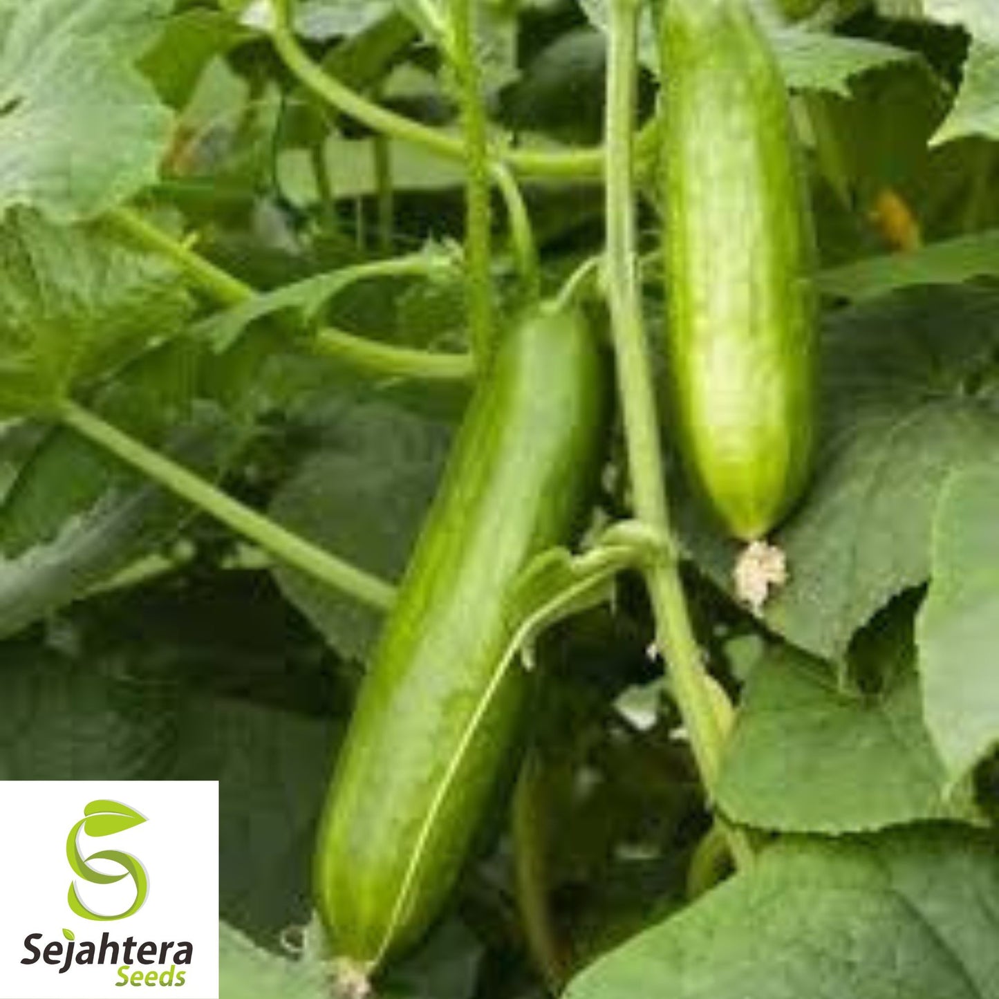 Muncher Cucumber Seeds - 100+ Heirloom, Organic, Non-GMO & Burpless