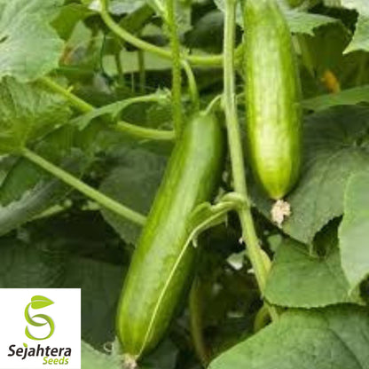 Muncher Cucumber Seeds - 100+ Heirloom, Organic, Non-GMO & Burpless