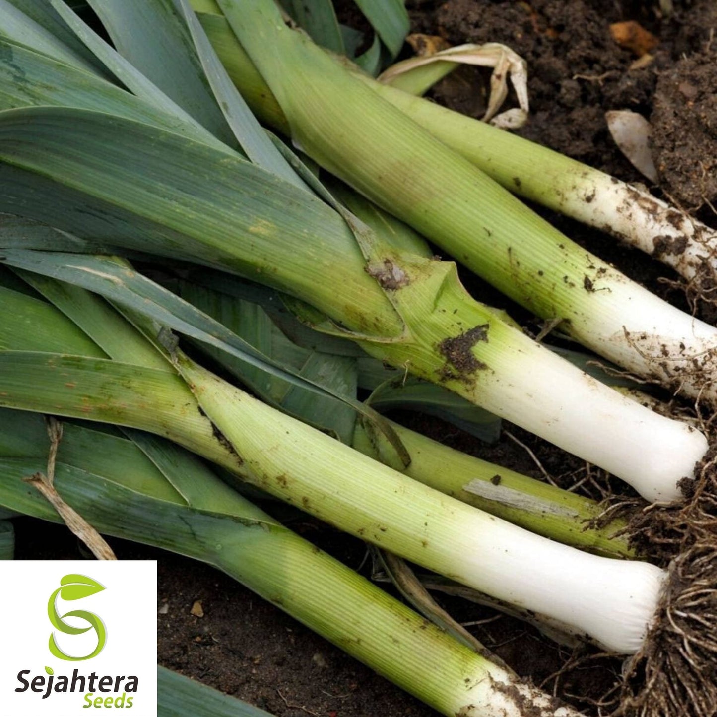 Leek Seeds 200+ American Flag | Heirloom NON-GMO Vegetable Garden USA