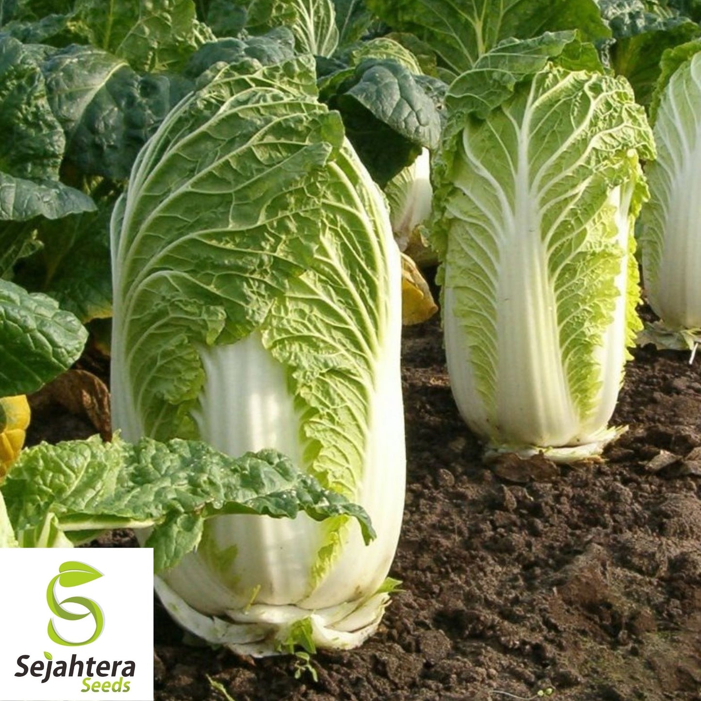 Chinese Michihili Cabbage Seeds 500+ | Vegetable Garden NON-GMO USA