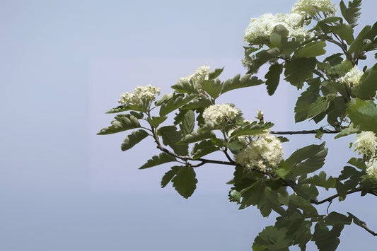 Swedish Ash (Sorbus intermedia)