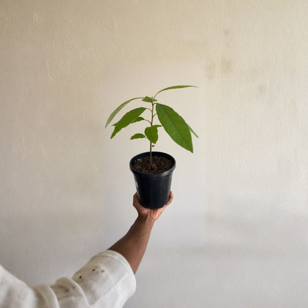 Avocado Tree – Persea americana Live Seedling | Approx. 6 Months Old | Starter Plant  Indoor & Outdoor Friendly | Container Grower | Easy to Care For
