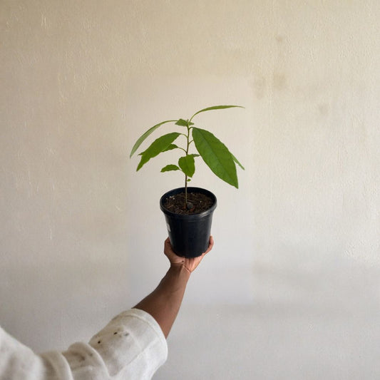 Avocado Tree – Persea americana Live Seedling | Approx. 6 Months Old | Starter Plant  Indoor & Outdoor Friendly | Container Grower | Easy to Care For