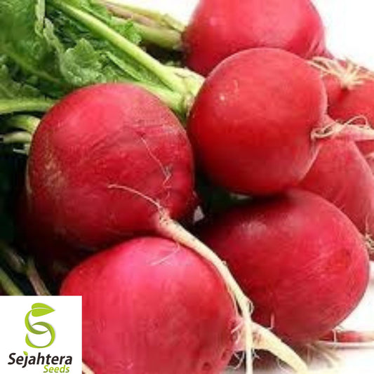 100+ German Giant Radish Seeds - Heirloom, Organic, Non-GMO, Crisp & Spicy