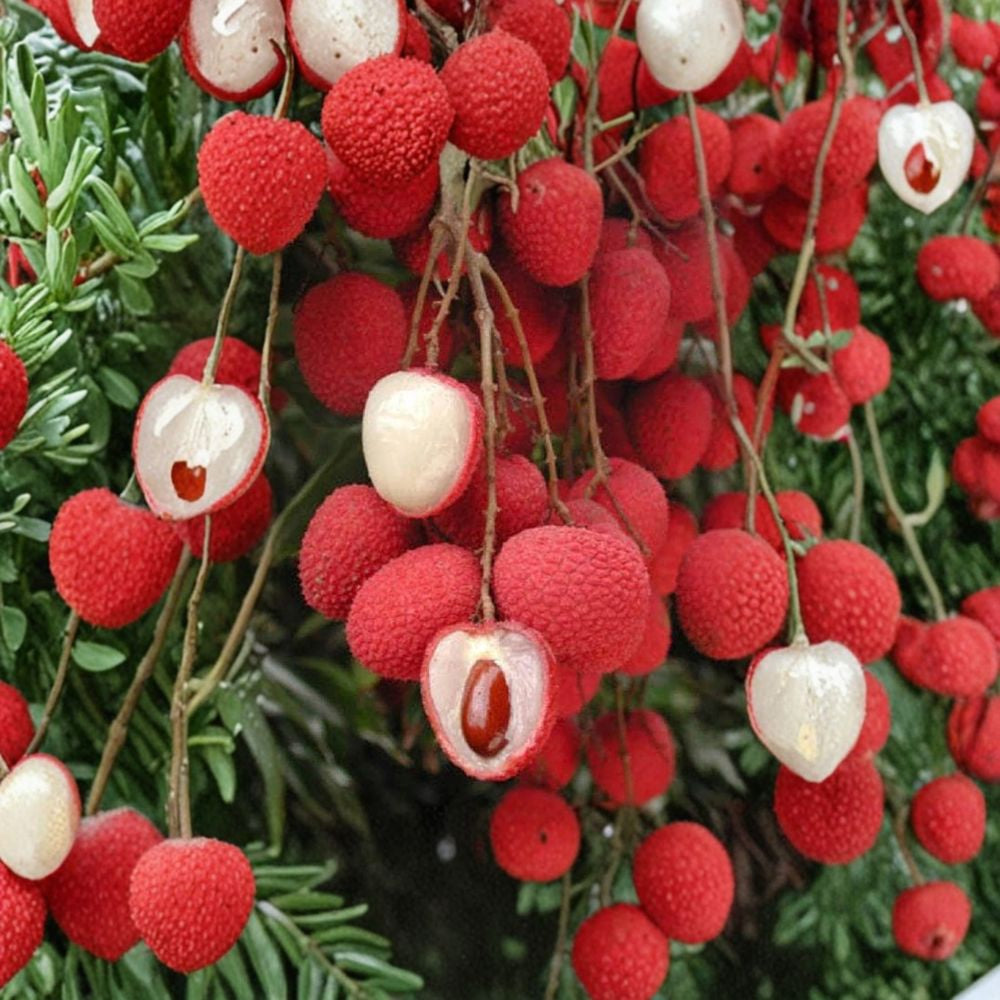 Lychee Tree – Litchi chinensis Air-Layered Live Tree | 3 Feet Tall | Ships in 3 Gallon Pot  Sweet Juicy Tropical Fruit | Early Bearing | Premium Variety