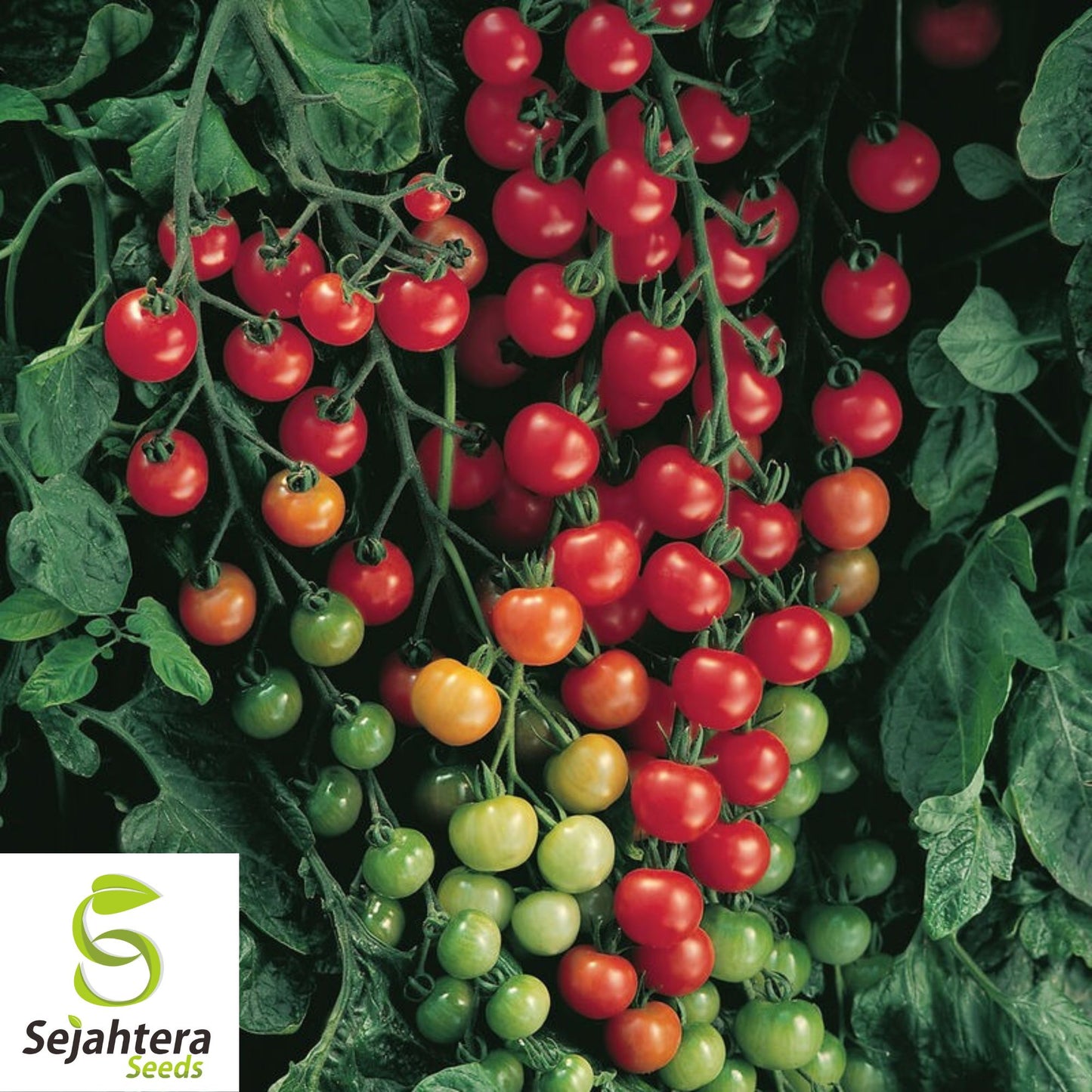 100 Sweetie Tomato Seeds - Cherry Tomato, Sweet & Juicy, Non-GMO Variety