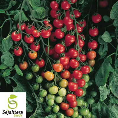 100 Sweetie Tomato Seeds - Cherry Tomato, Sweet & Juicy, Non-GMO Variety