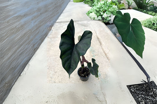 Alocasia Purple Cloak Plant 6" Pot - Alocasia princeps with Dark Green Leaves & Wine-Red Undersides, Perfect for Shade