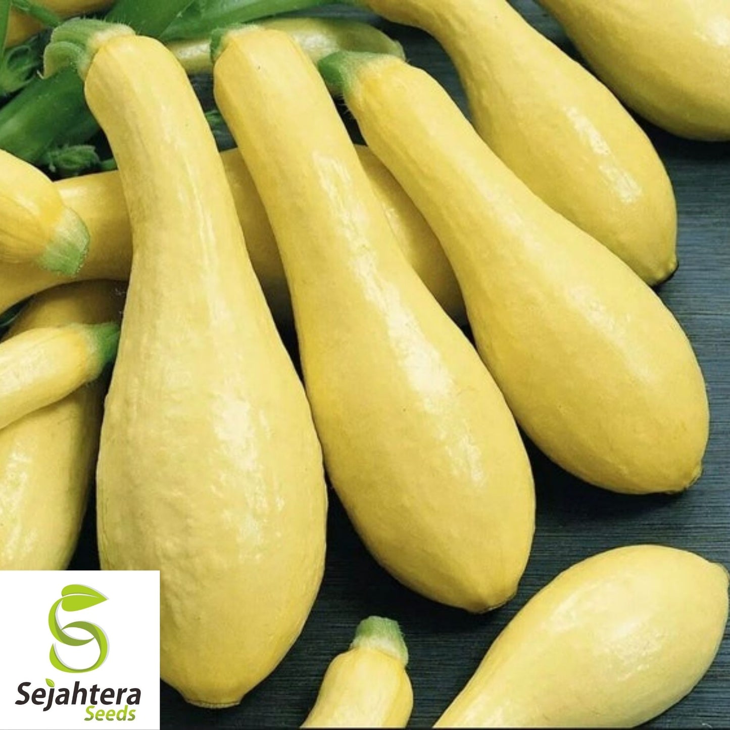 Straightneck Squash Seeds 30+ | Early Prolific Yellow Summer Vegetable USA