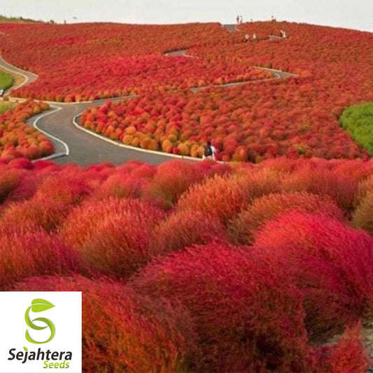 Burning Bush Seeds 50+ {Kochia Trichophylla} Red Bush for Patio or Hedge