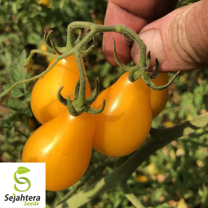 30 Yellow Pear Tomato Seeds - Non-GMO, Sweet & Heirloom Variety