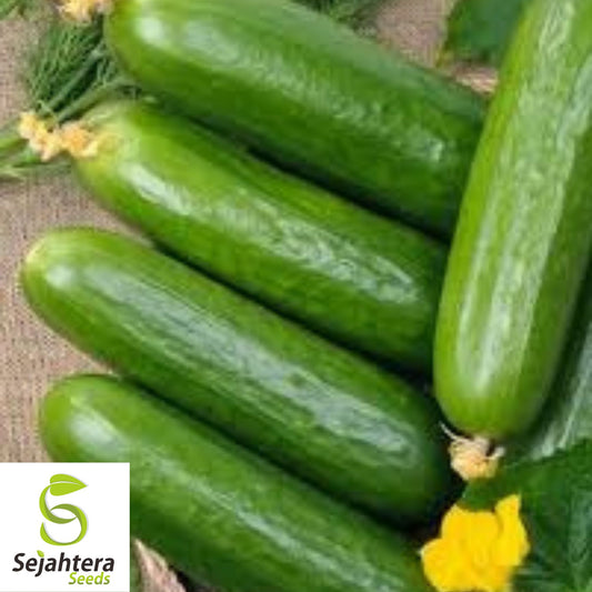 Ashley Long Cucumber Seeds - 100+ Heirloom, Organic, Non-GMO & Fresh