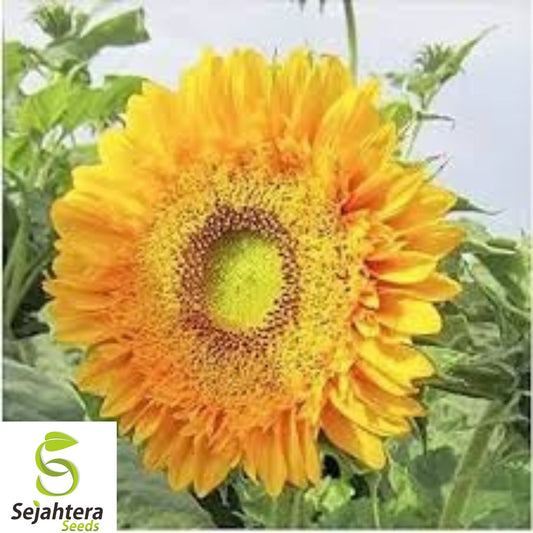 50+ Double Sun Sunflower Seeds - Large, Bold, Rare & Unusual Heirloom Blooms