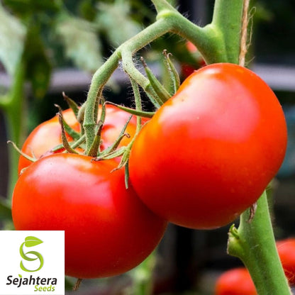 Homestead Tomato Seeds 100 Ct | Heirloom NON-GMO Vegetable Garden USA