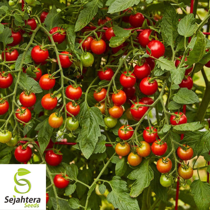 100 Sweetie Tomato Seeds - Cherry Tomato, Sweet & Juicy, Non-GMO Variety