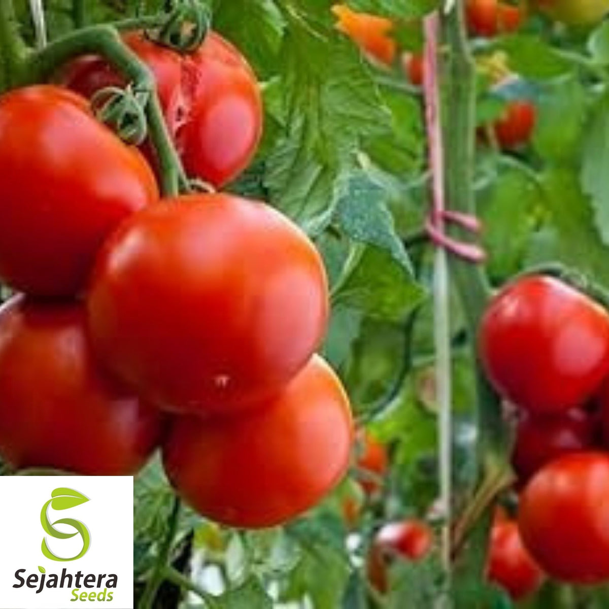 Homestead Tomato Seeds 100 Ct | Heirloom NON-GMO Vegetable Garden USA