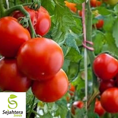 Homestead Tomato Seeds 100 Ct | Heirloom NON-GMO Vegetable Garden USA