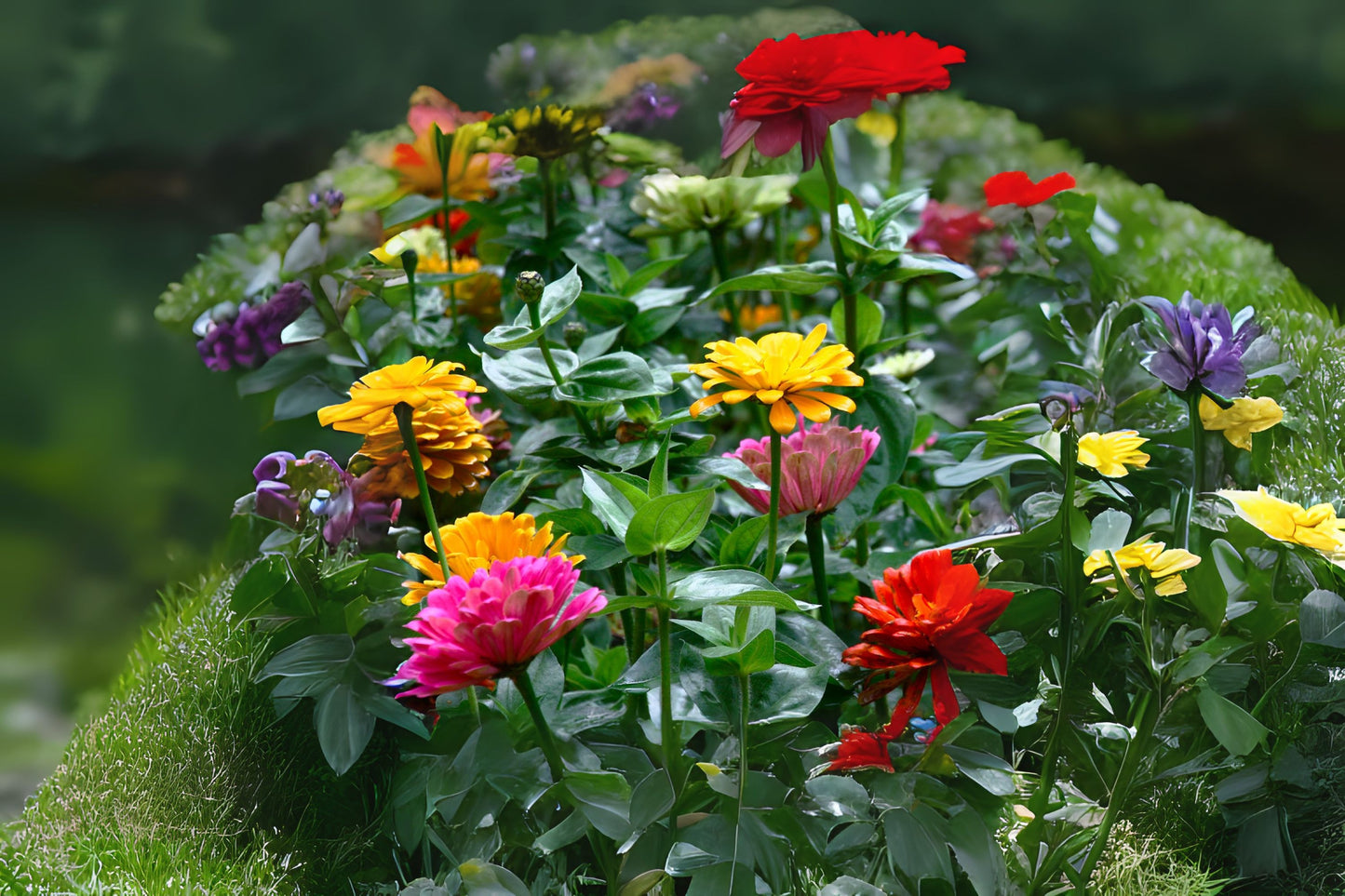 Elegant Zinnia (Zinnia elegans var. Lilliput mix)