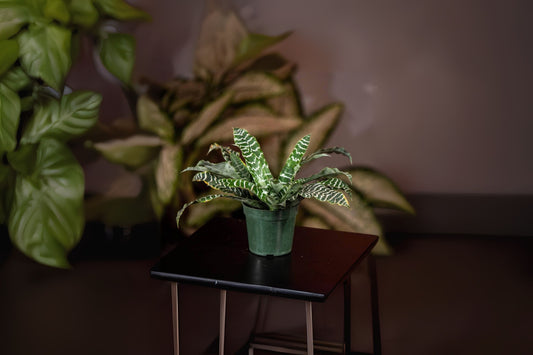Cryptanthus Plant in 5" Pot - Cryptanthus ‘Betty Ann Prevatt’ with Green Foliage & Silver Banding - Unique Ground Cover Option