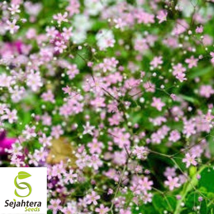 500+ Deep Carmine Baby's Breath Seeds - Gypsophila Elegans, Non-GMO Flower