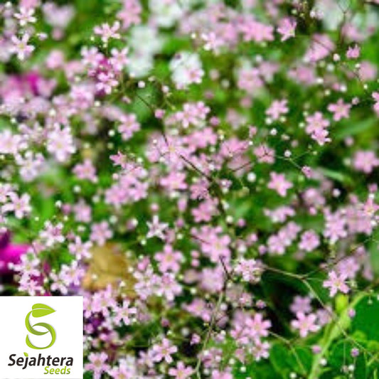 500+ Deep Carmine Baby's Breath Seeds - Gypsophila Elegans, Non-GMO Flower