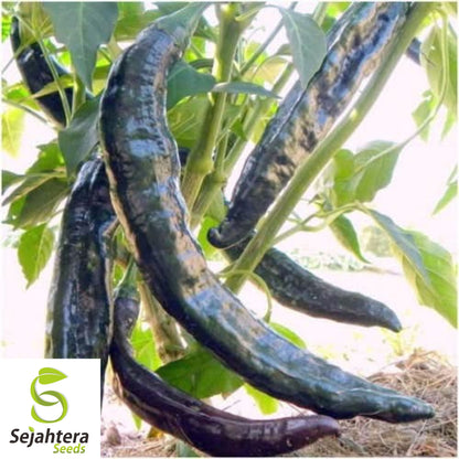25 Pasilla Bajio Pepper Seeds - Non-GMO, Mild & Smoky Flavor