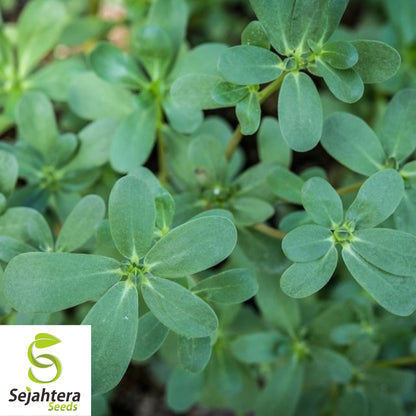 2000+ Green Purslane Seeds - Non-GMO, Heirloom & Nutritious Edible Green