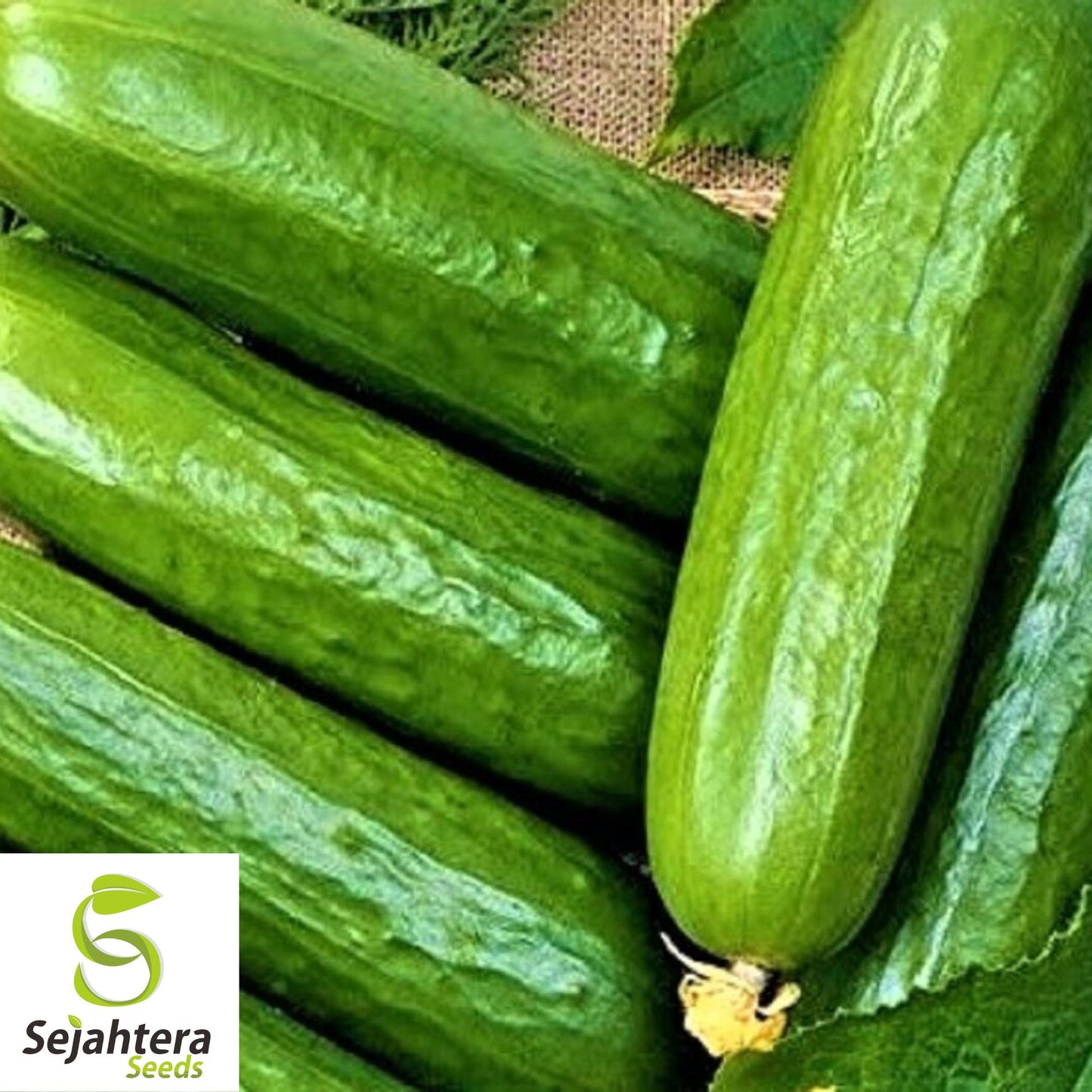 Ashley Long Cucumber Seeds - 100+ Heirloom, Organic, Non-GMO & Fresh