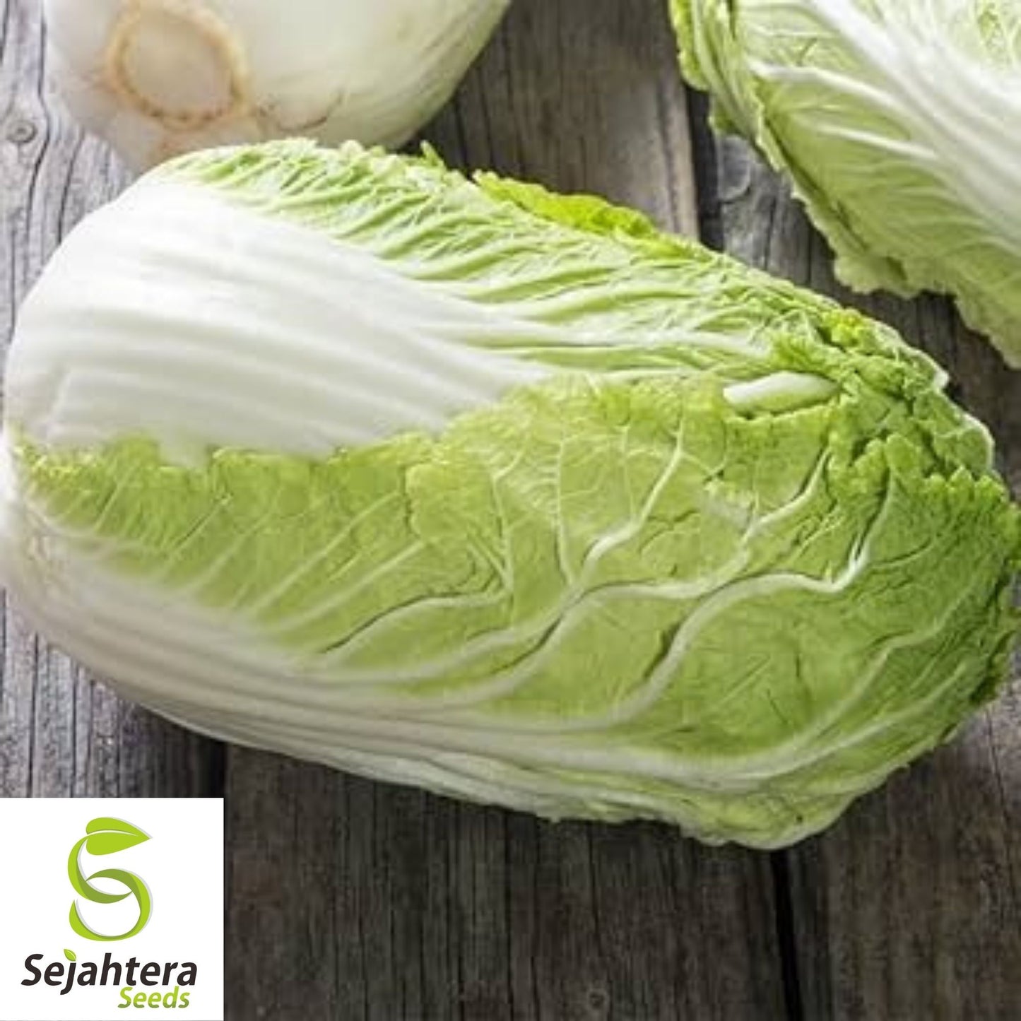 Chinese Michihili Cabbage Seeds 500+ | Vegetable Garden NON-GMO USA