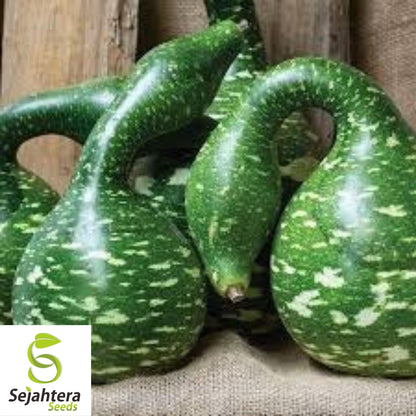 Speckled Swan Gourd Seeds 5 Ct | Unique Bottle Goose NON-GMO USA