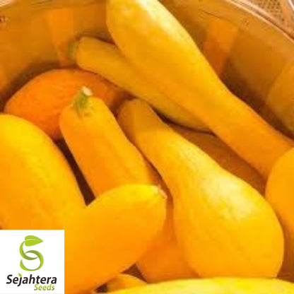 Straightneck Squash Seeds 30+ | Early Prolific Yellow Summer Vegetable USA