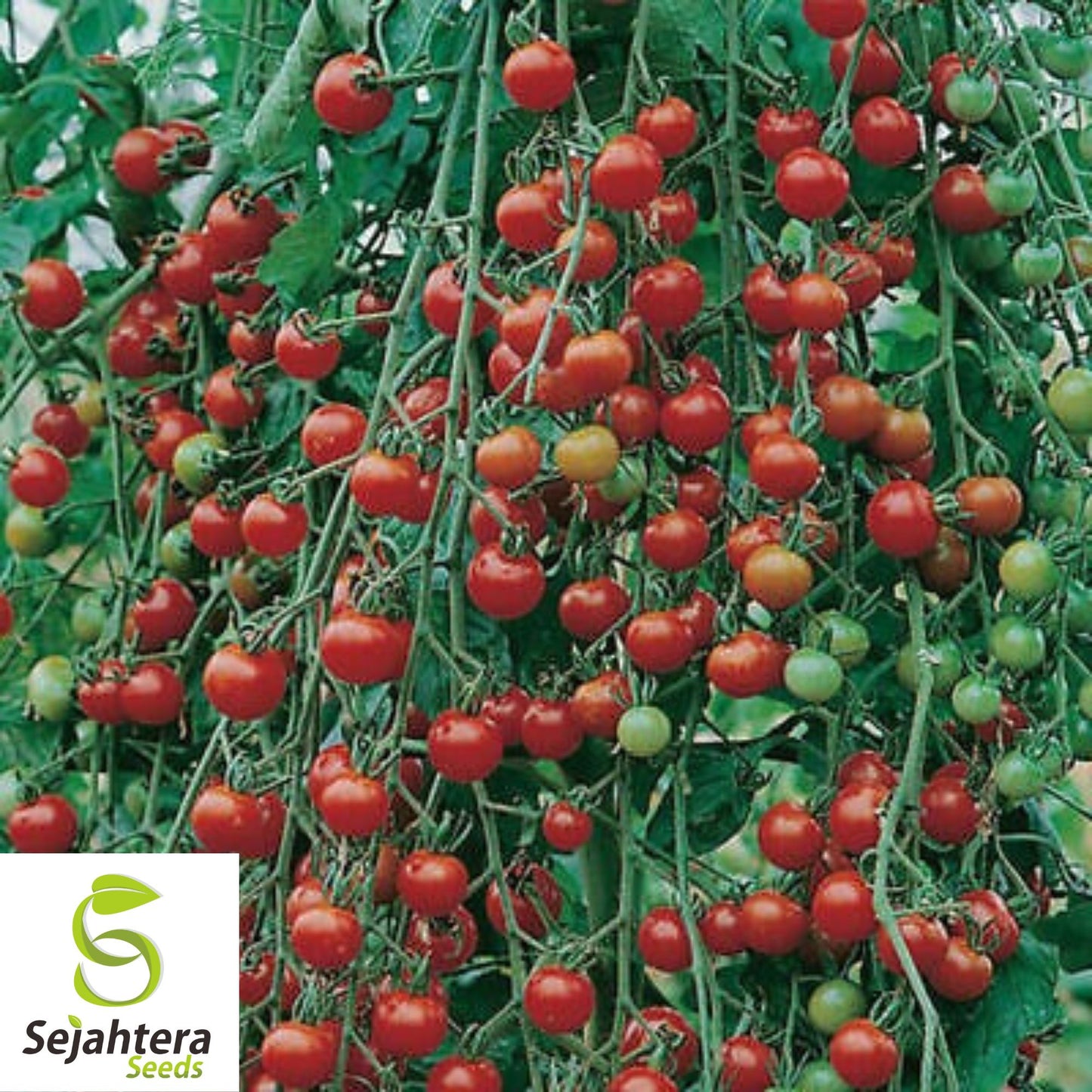 Waterfall Tomato Seeds - 10+ Heirloom - Sweet, High Yield & Organic - Rare