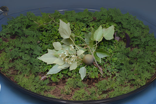 Candlenut Indian Walnut Kukui (Aleurites moluccana)
