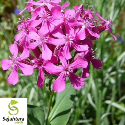 None So Pretty Catchfly Seeds 1000+ | Annual Flower Silene armeria USA