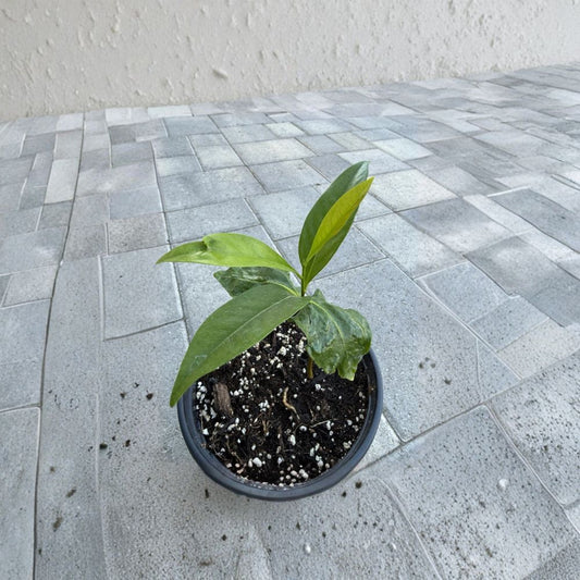 Black Sapote Tree – Diospyros digyna Seed Grown Plant | 1 Gallon Pot | Tropical Fruit Tree  Chocolate Pudding Fruit | Backyard Friendly | Rare Edible Tree