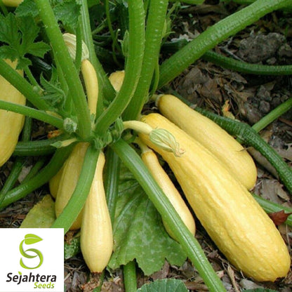 Straightneck Squash Seeds 30+ | Early Prolific Yellow Summer Vegetable USA