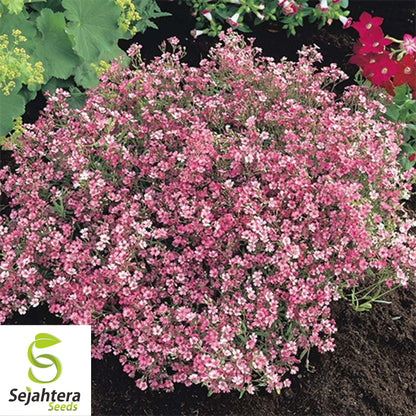 500+ Deep Carmine Baby's Breath Seeds - Gypsophila Elegans, Non-GMO Flower