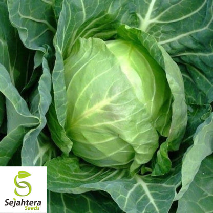 500 Copenhagen Market Early Cabbage Seeds - Non-GMO, Crisp Green Heads