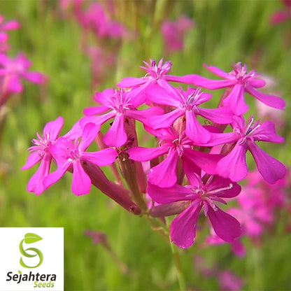 None So Pretty Catchfly Seeds 1000+ | Annual Flower Silene armeria USA
