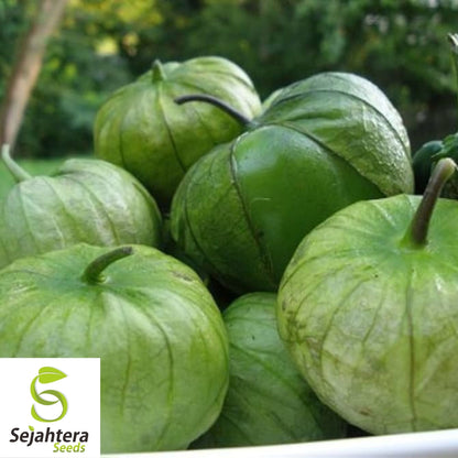 Tomatillo Verde Seeds 100 Ct | Heirloom Vegetable Salsa NON-GMO USA