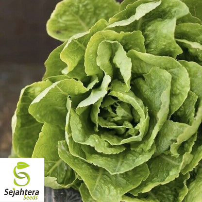 1000+ Buttercrunch Lettuce Seeds - Non-GMO, Heirloom & Crisp Variety