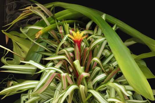 Bromeliad Guzmania Musaica Variegate 6" Pot - Rare Tropical Plant - Indoor Houseplant for Home Decor - Guzmania Variegata