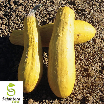 Straightneck Squash Seeds 30+ | Early Prolific Yellow Summer Vegetable USA