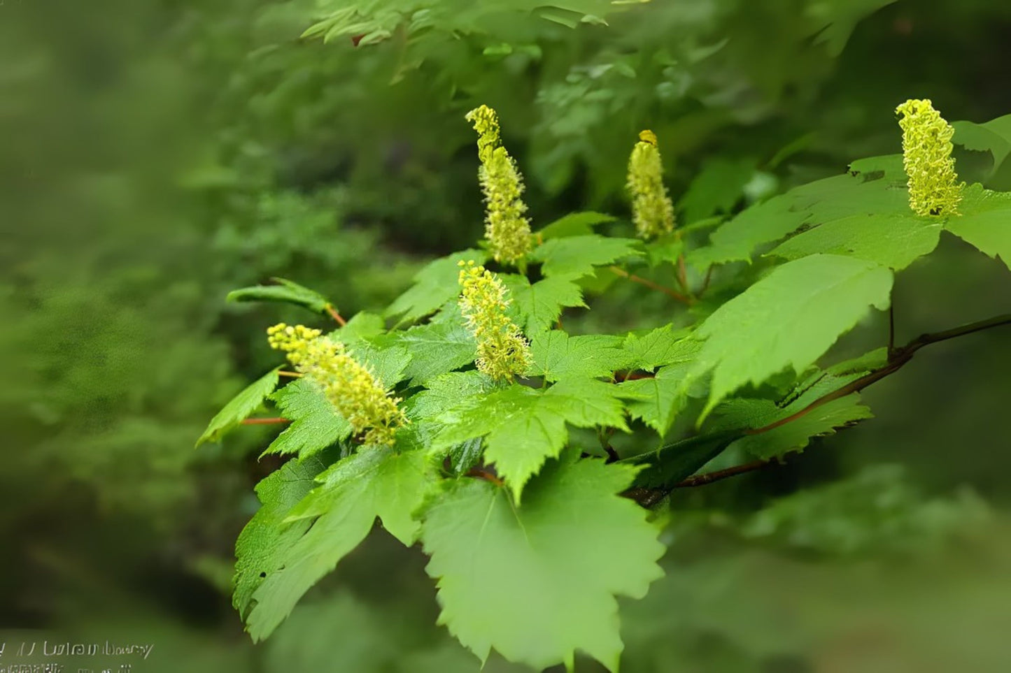 Arahaga Ukurundu Maple (Acer caudatum 'Ukurundense')
