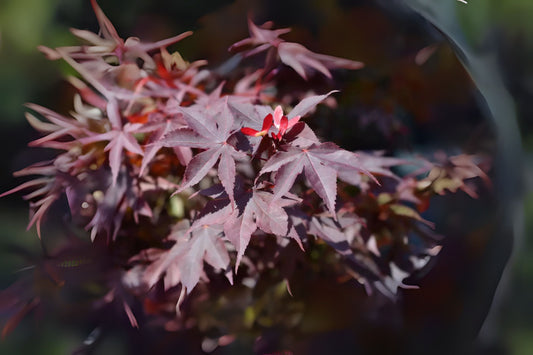 Red Maple (Acer palmatum ssp. matsumurae 'Atropurpureum' dry seed)