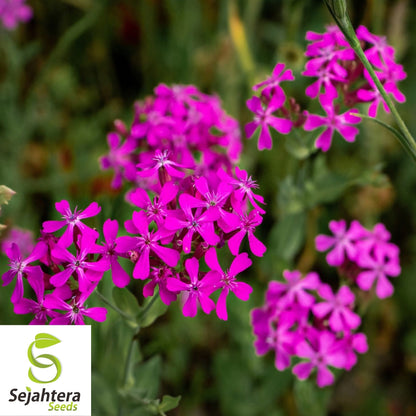 None So Pretty Catchfly Seeds 1000+ | Annual Flower Silene armeria USA