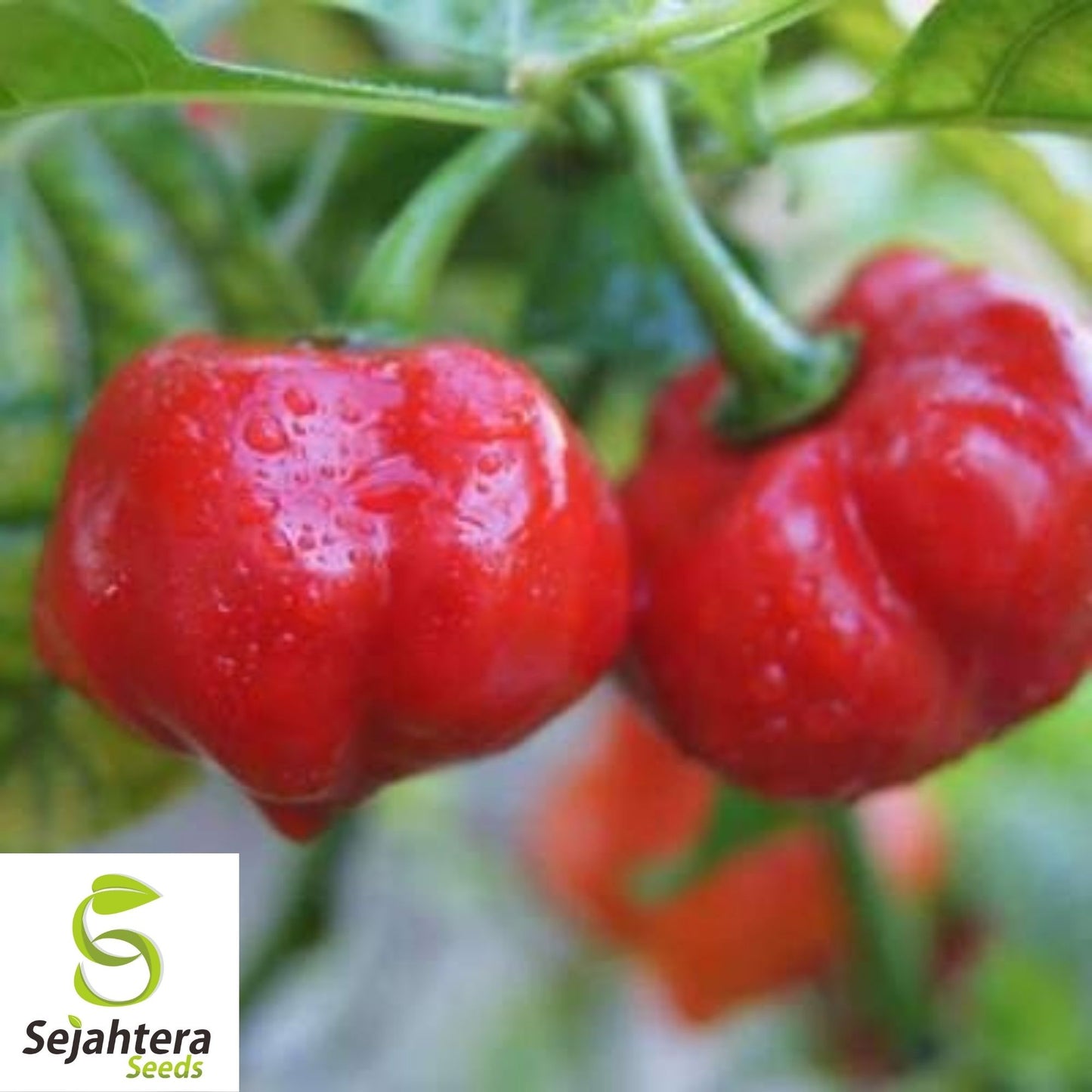 Sweet Pimento L Pepper Seeds 25+ | Mild Bell Annual Vegetable Garden USA