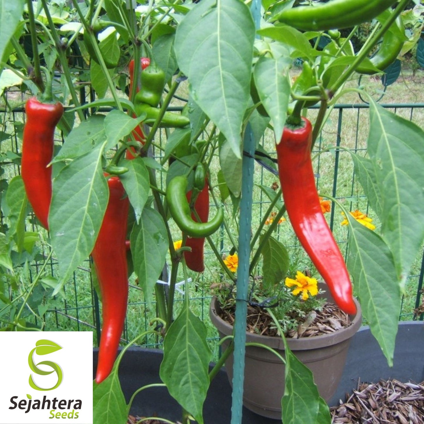 25 Cowhorn Pepper Seeds - Non-GMO, Mild & Flavorful Variety