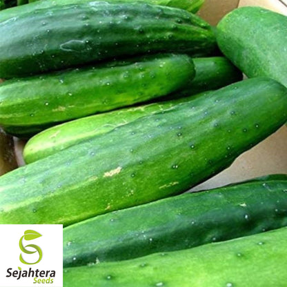Ashley Long Cucumber Seeds - 100+ Heirloom, Organic, Non-GMO & Fresh